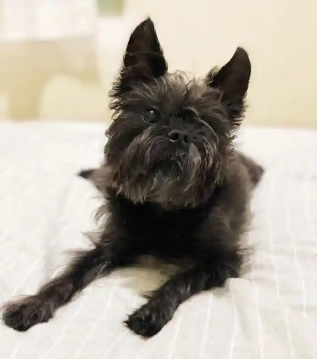 Affenpinscher