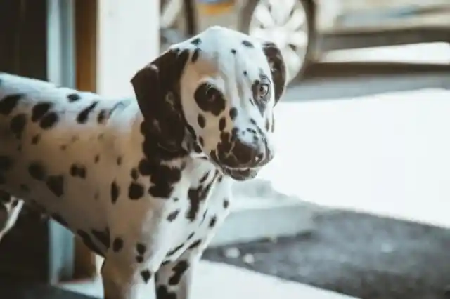 Dalmation