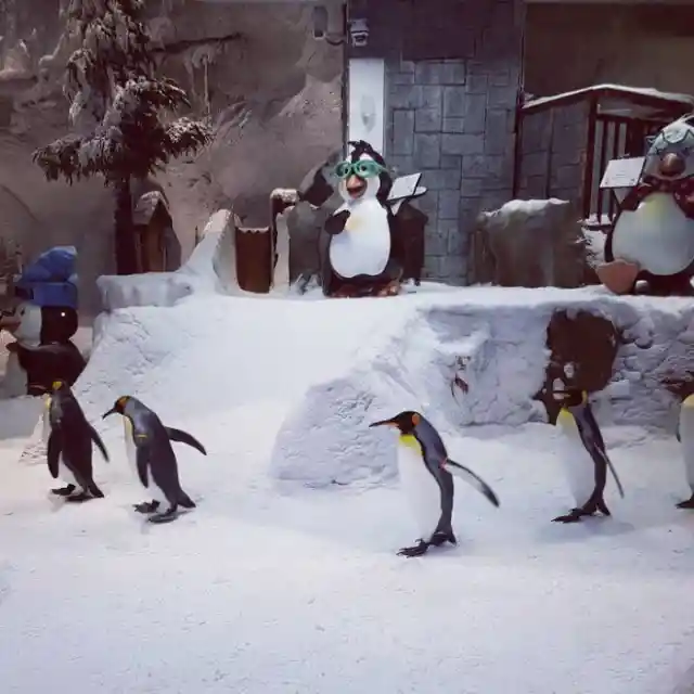 Des Pingouins Dans Le Désert ?