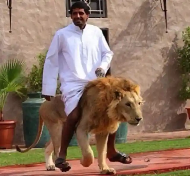 How Good Are Lion Rides?