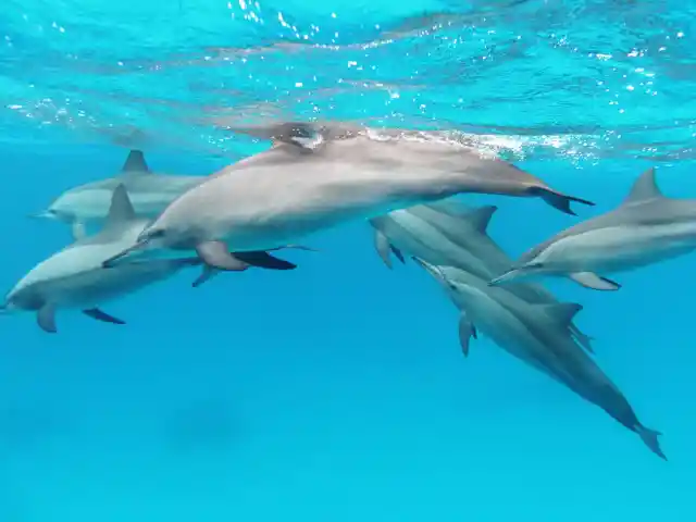 Dolphins Rescue A Surfer&nbsp;