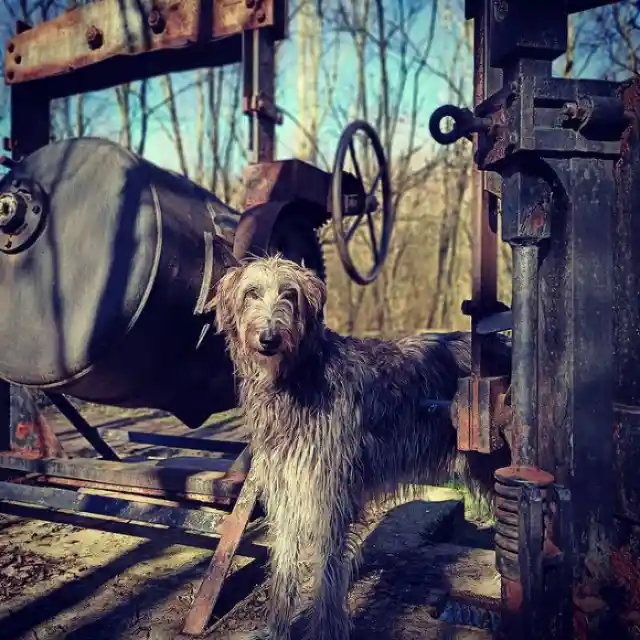 Scottish Deerhound