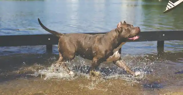 Toddler Goes Missing For 11 Days In The Woods Until Vet Scans Pitbull's Belly