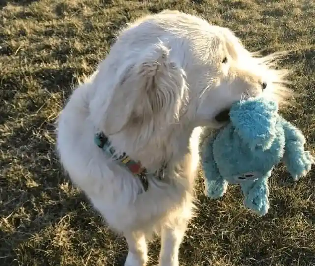 Taking Toys On Walks