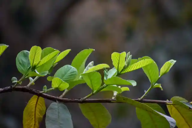 Guava Leaves