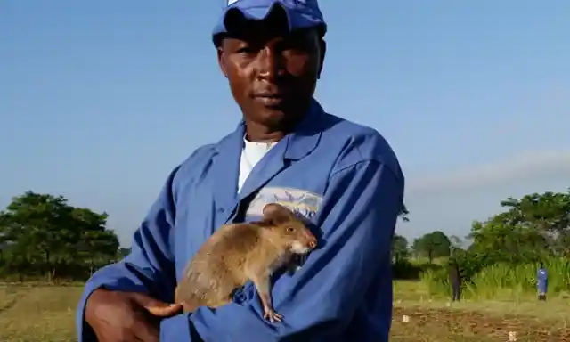 Tanzanian Rats Help Their Community