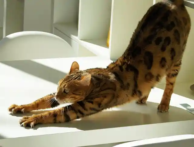 37. Feline yoga