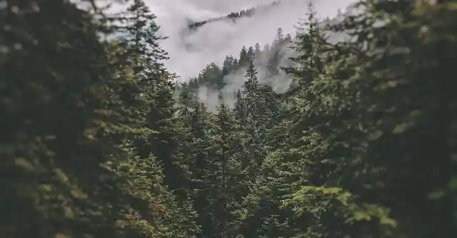 Hiker Notices Something Strange About Tree, Finds Connection To Missing Person