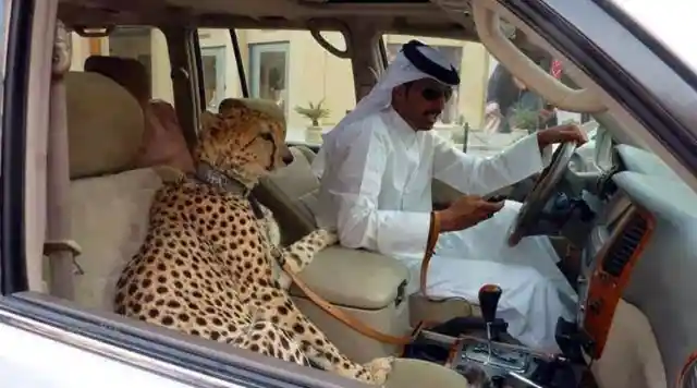 A Cheetah Calls Shotgun