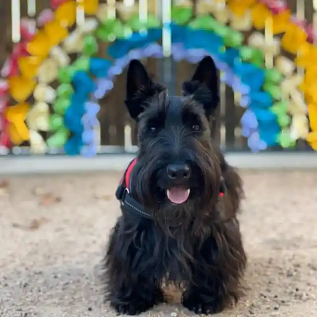 Scottish Terrier