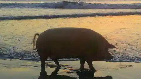 El Cerdito De La Playa