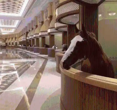 Luxurious Stable