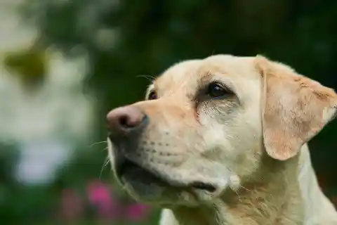 Mom Notices Dog Won’t Leave Trash Bag Alone, Finds Out Neighbor’s Secret