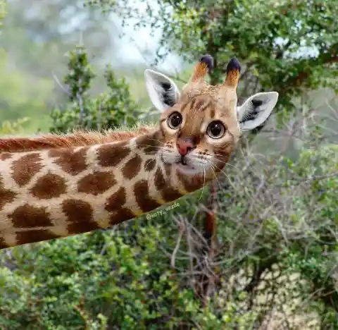 Giraffe Cat