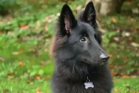 Belgian Tervuren