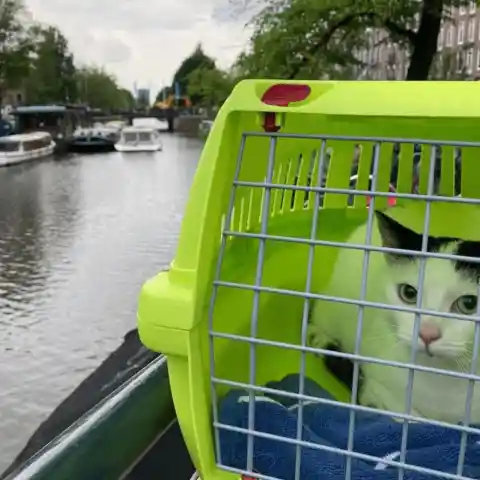 Leave your cat carrier out