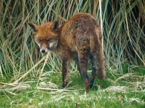 Future Of The Baby Foxes