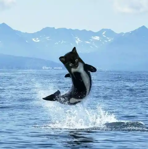 Orca Cat