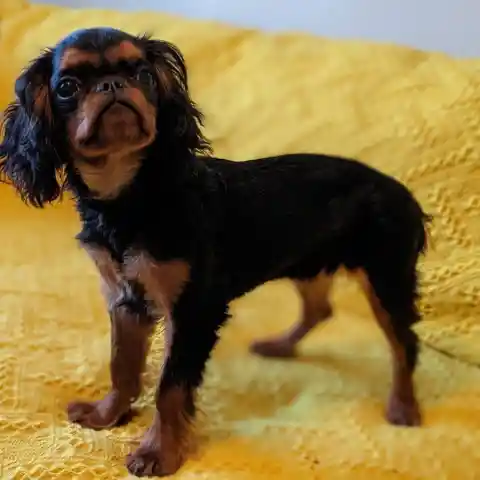 English Toy Spaniel