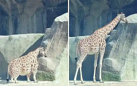 A Dwarf Giraffe