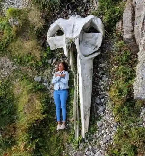 A Whale Skull vs. A Human