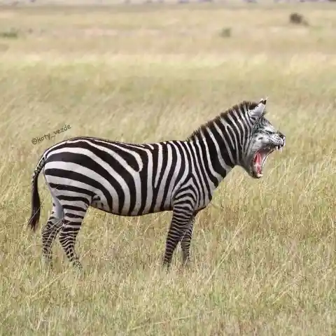 Zebra Cat