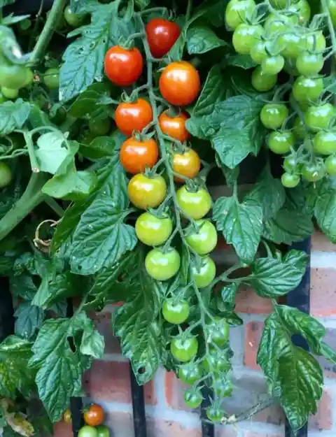 50. Ombre Tomatoes