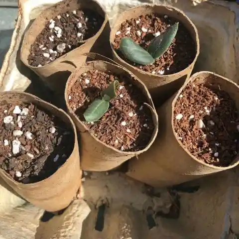 Rolling Seedlings