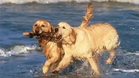 Golden Retrievers