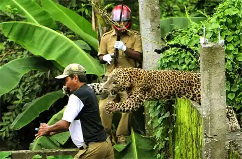 Jaguar Attack