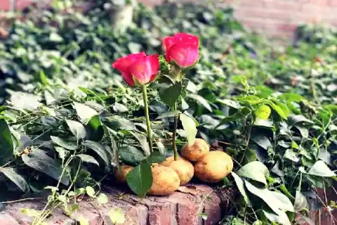 Stick The Rose Stalk Into A Potato And Look What Happens Next