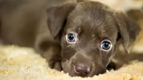 Mom Sleeps Next To New Dog, Unaware Of What He'll Do In The Middle Of The Night