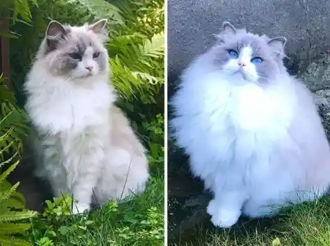 That's One Majestic Floof