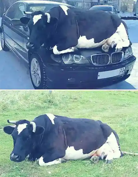 Cow Relaxing On A Car