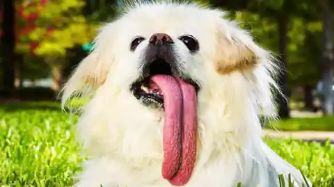 Longest Dog Tongue