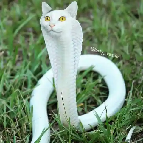 Snake Cat