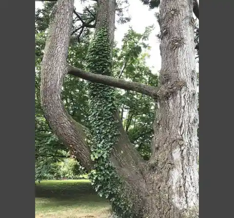 Tree Fusion or Confusion