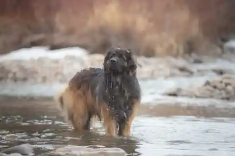 Leonberger