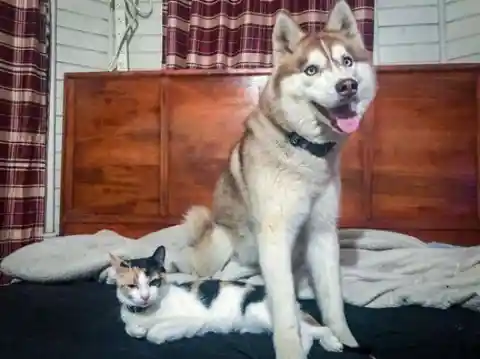 Mother To A Kitten