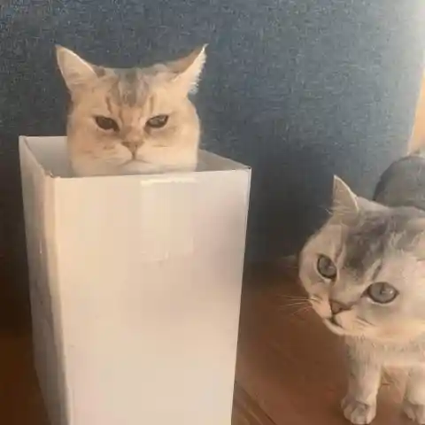 Put a box on your desk for the cat