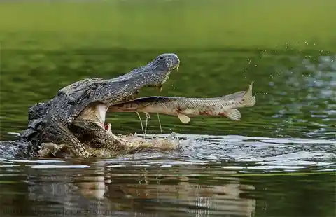 Alligator And Fish