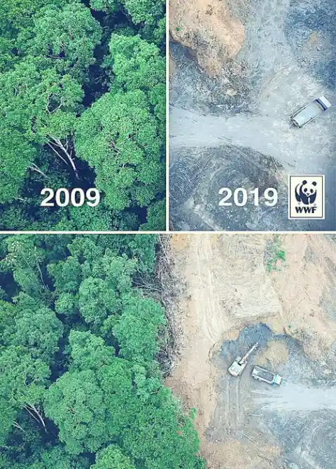 The “Ten-Year” Challenge Against Deforestation