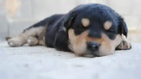 Mom Sleeps Next To New Dog, Unaware Of What He'll Do In The Middle Of The Night