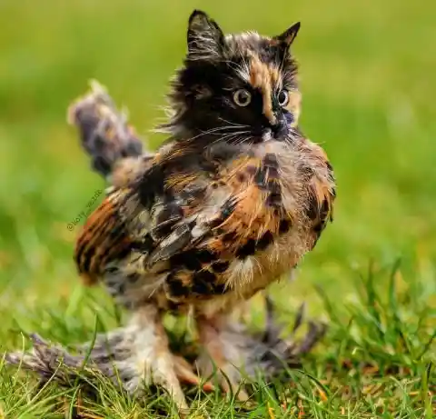 Chicken Cat