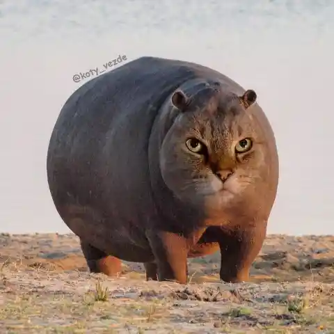 Hippo Cat