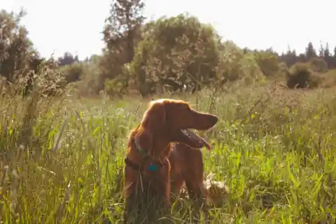 Irish Setter