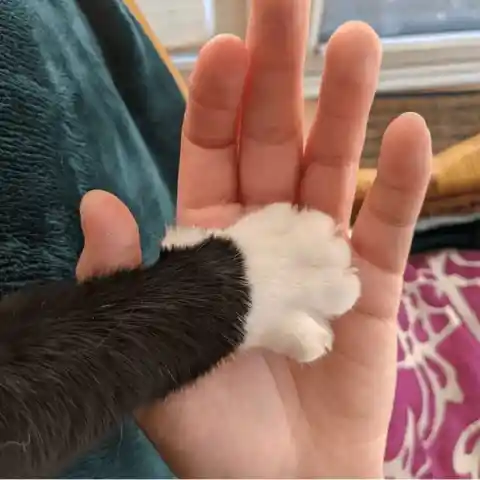 Touch their paws