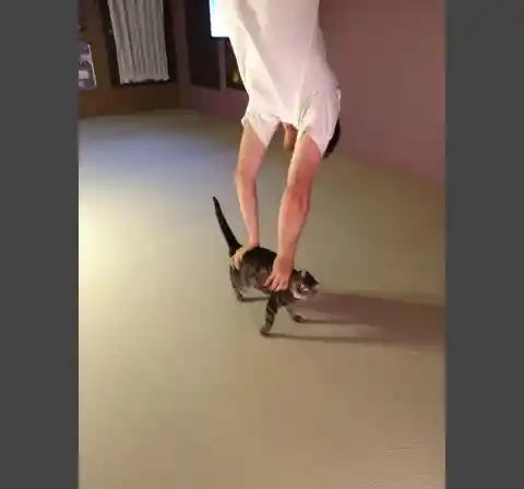 Cat Stand or Handstand