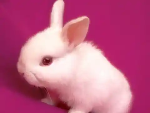 Rabbit Saves It’s Humans From Fire