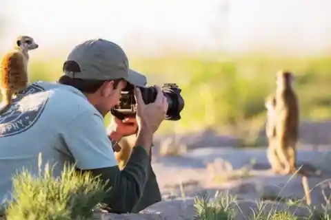 Timid Meerkats